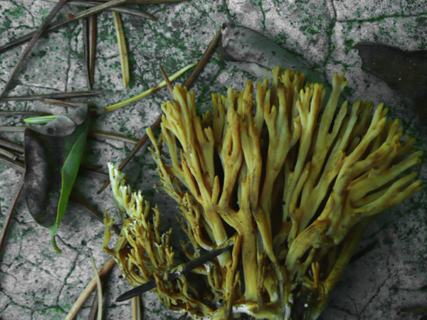 Ramaria sp.